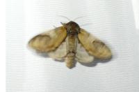 Notodonta ziczac