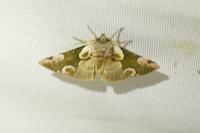 Thyatira batis