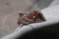 Macdunnoughia confusa
