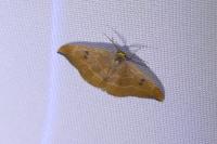 Watsonalla binaria