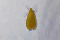 Wittia sororcula