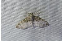 Lobophora halterata