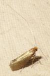 Nematopogon adansoniella