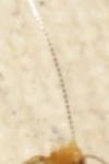 Nematopogon adansoniella