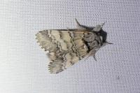 Drymonia ruficornis