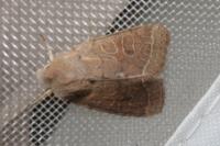 Orthosia cerasi