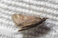 Pyrausta despicata