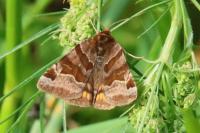 Euclidia glyphica