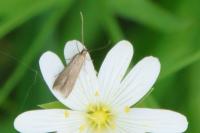 Coleophora lutarea