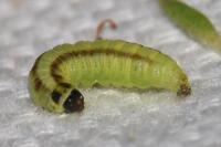 Acrobasis advenella