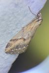 Chesias rufata