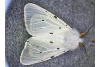 Diaphora mendica