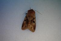 Orthosia gothica