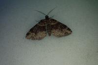 Xanthorhoe ferrugata