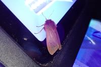 Phragmatobia fuliginosa