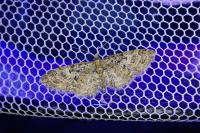 Eupithecia dodoneata