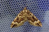 Lampropteryx suffumata