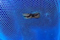 Egira conspicillaris