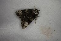 Craniophora ligustri