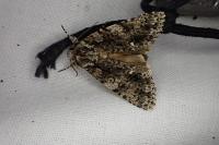 Acronicta rumicis