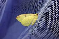 Opisthograptis luteolata