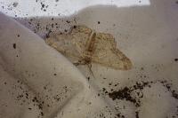 Hypomecis punctinalis