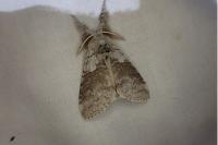 Calliteara pudibunda