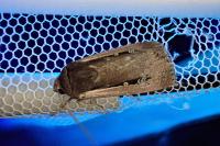 Ochropleura leucogaster