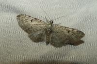 Eupithecia virgaureata