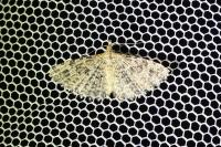 Alucita hexadactyla