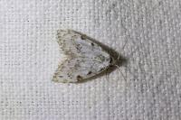 Nola confusalis