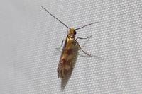 Micropterix tunbergella