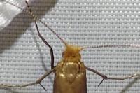 Nematopogon adansoniella