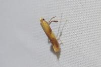 Caloptilia robustella