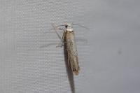 Pseudoswammerdamia combinella