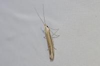 Coleophora albicosta