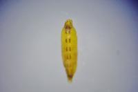 Coleophora albicosta