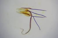 Coleophora albicosta