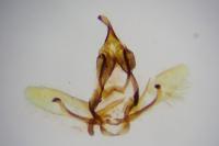 Cnephasia cupressivorana