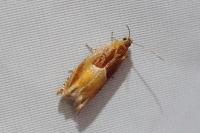 Ancylis mitterbacheriana