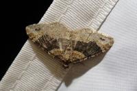 Xanthorhoe ferrugata