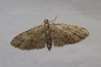 Eupithecia abbreviata