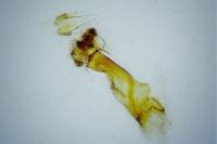 Eupithecia abbreviata