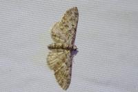 Eupithecia dodoneata