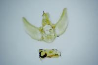 Eupithecia cocciferata