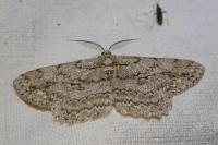 Hypomecis punctinalis