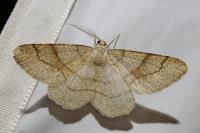 Adactylotis contaminaria