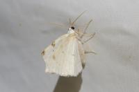 Lomographa bimaculata