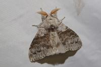 Calliteara pudibunda