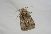 Acronicta rumicis